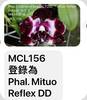 P. Mituo Reflex DD Black Tiger